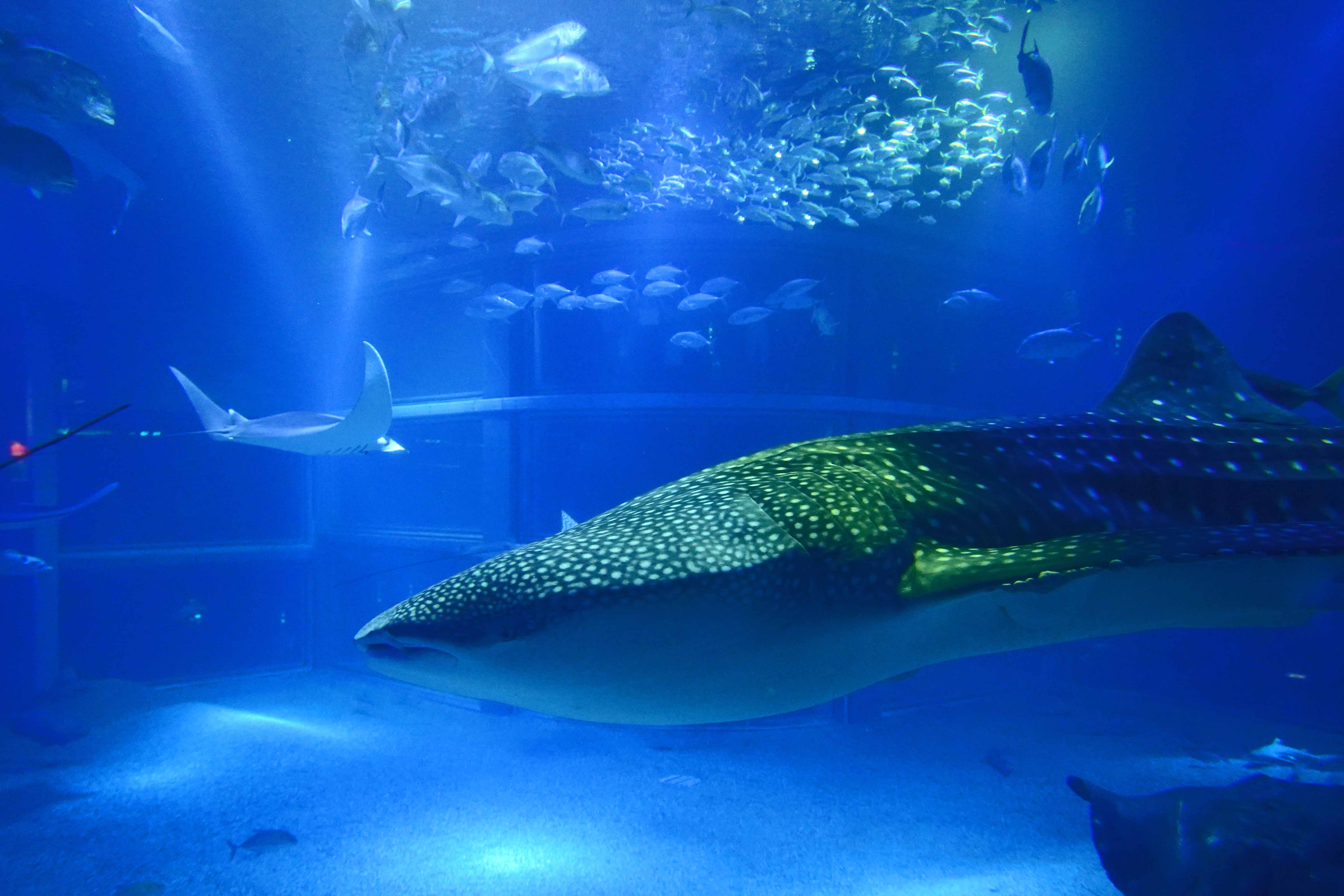 二度目のUSJ②】世界最大級の水族館・海遊館に行ったさー♪ | 休日